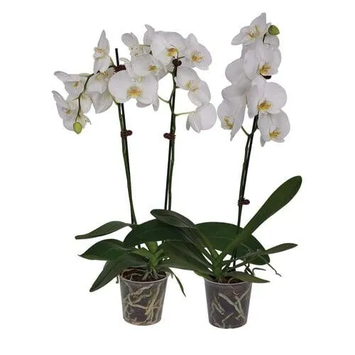 Orchid Phalaenopsis 12cm White