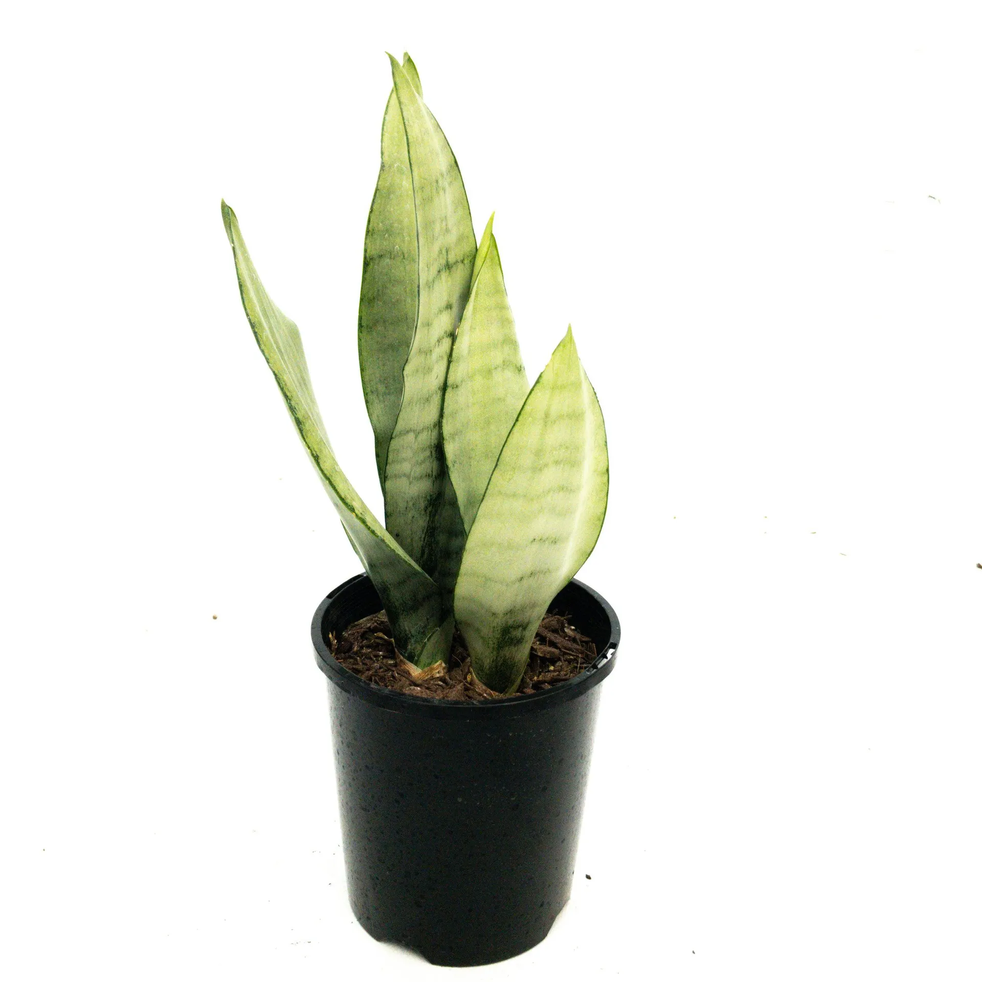 Sansevieria trifasciata 'Moonshine' (Snake Plant) - 140mm