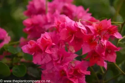 Bougainvillea ‘Carmencita’