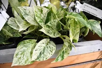Marble Queen Pothos