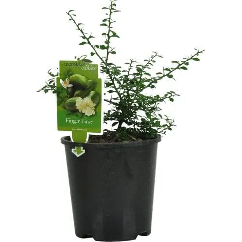 Citrus Finger Lime 1.9 Litre Green