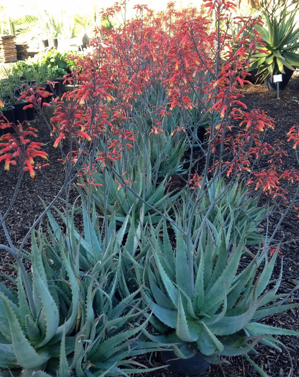 (Aloe chabaudii)