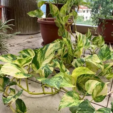 Epipremnum ‘Golden Queen’