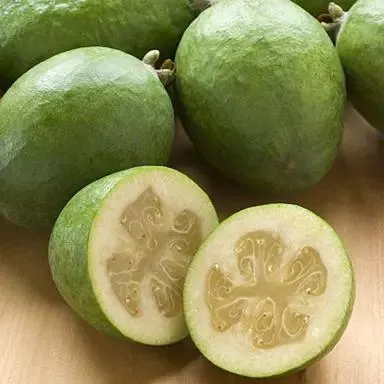 Feijoa Opal Star