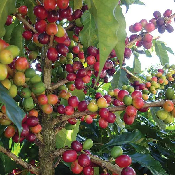 Coffee Arabica - 1.9L