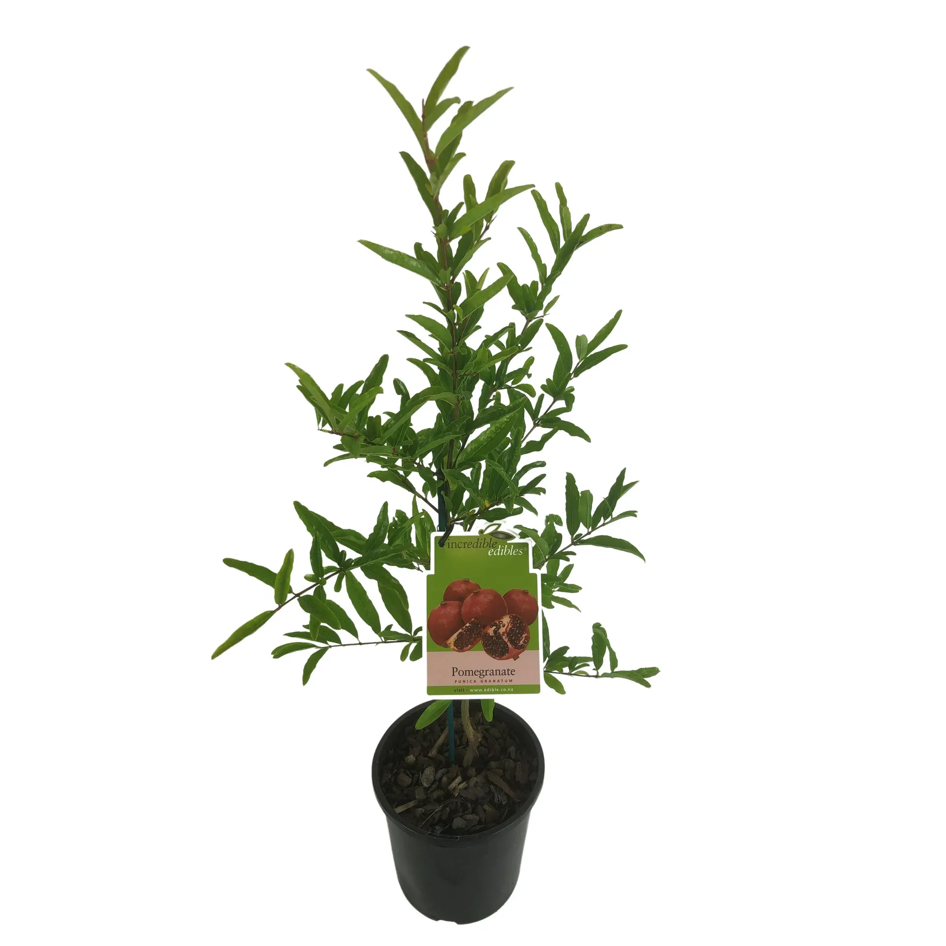 Pomegranate 'Granatum'- 3L