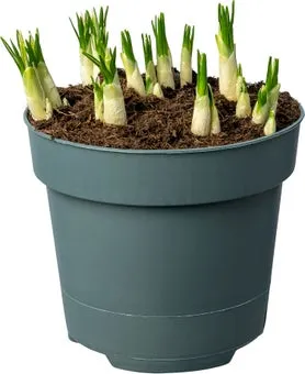 Biologische Krokus (Crocus 'Jeanne d'Arc') D 12 H 30