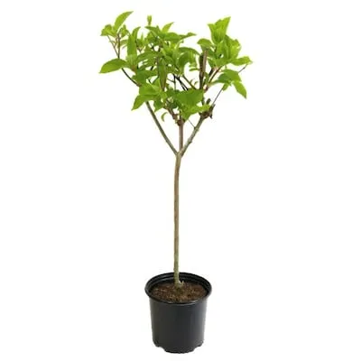 7 -Gallon Feature Emperor I Japanese Red Maple Pot
