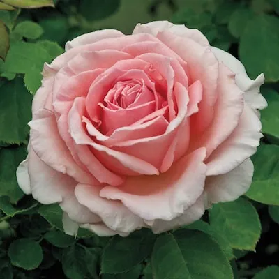 Pink Flowering Pearly Gates Climbing Rose 1 -Pack 1 -Pack in Bare root