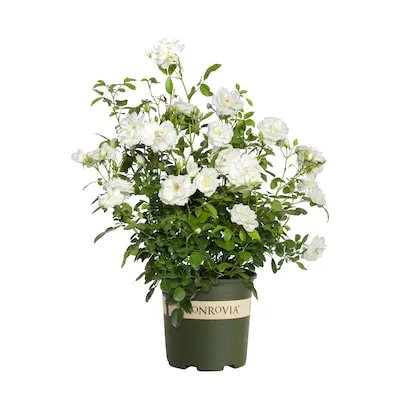White 1.73 -Gallon 1 -Pack in Pot