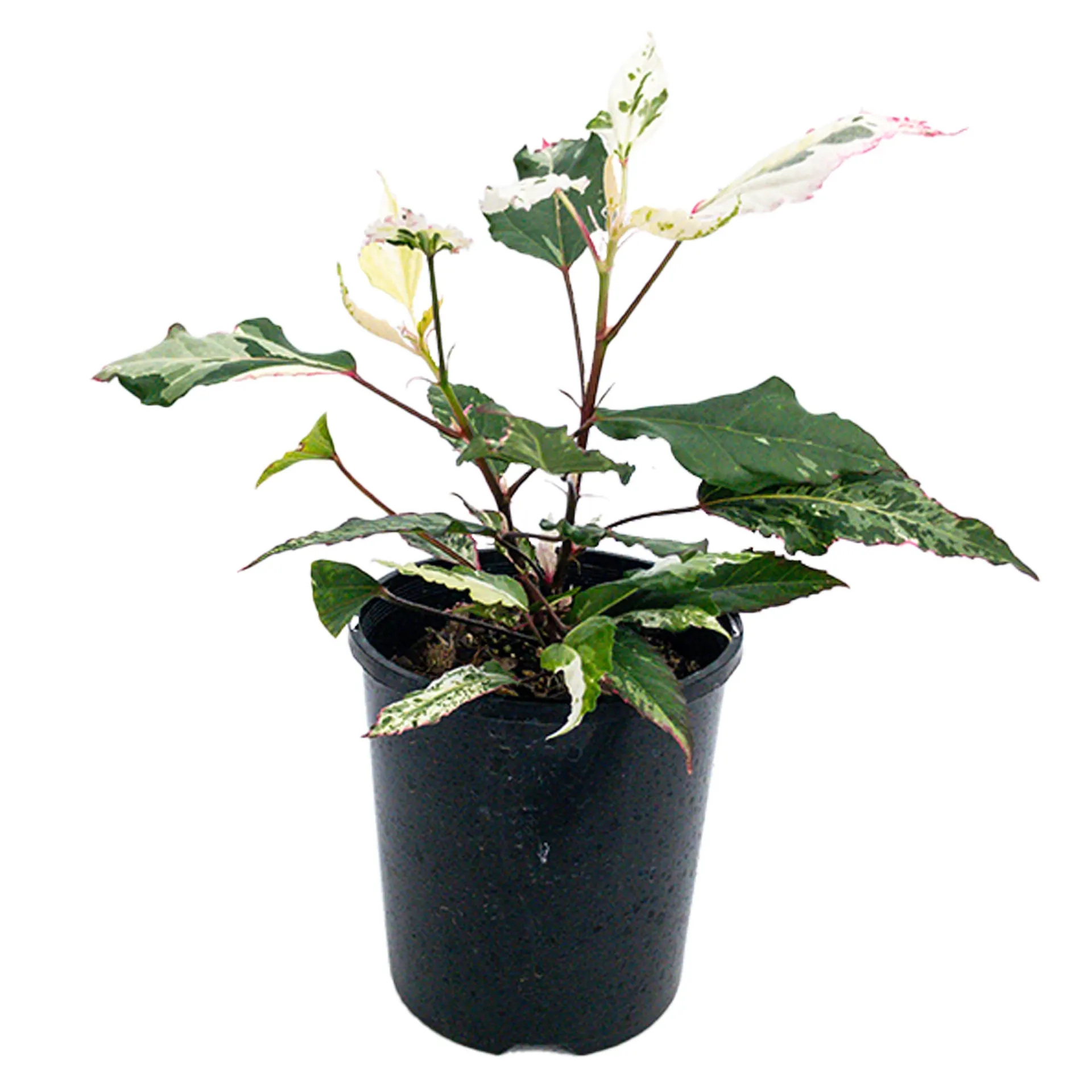 Hibiscus Variegated