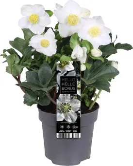Kerstroos (Helleborus niger 'Christmas Carol') D 12 H 25 cm