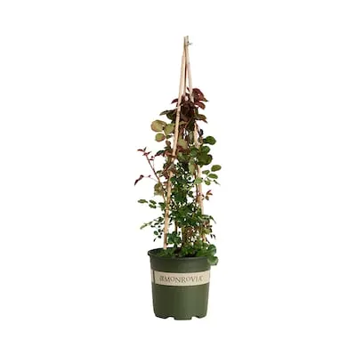 Red Grace N' Grit Shrub Rose 1.73 -Gallon 1 -Pack in Pot