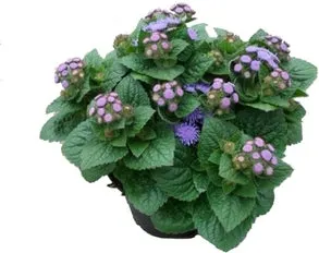 Mexicaantje (Ageratum housanianum 'Artist Basso Blue') D 13 H 15 cm