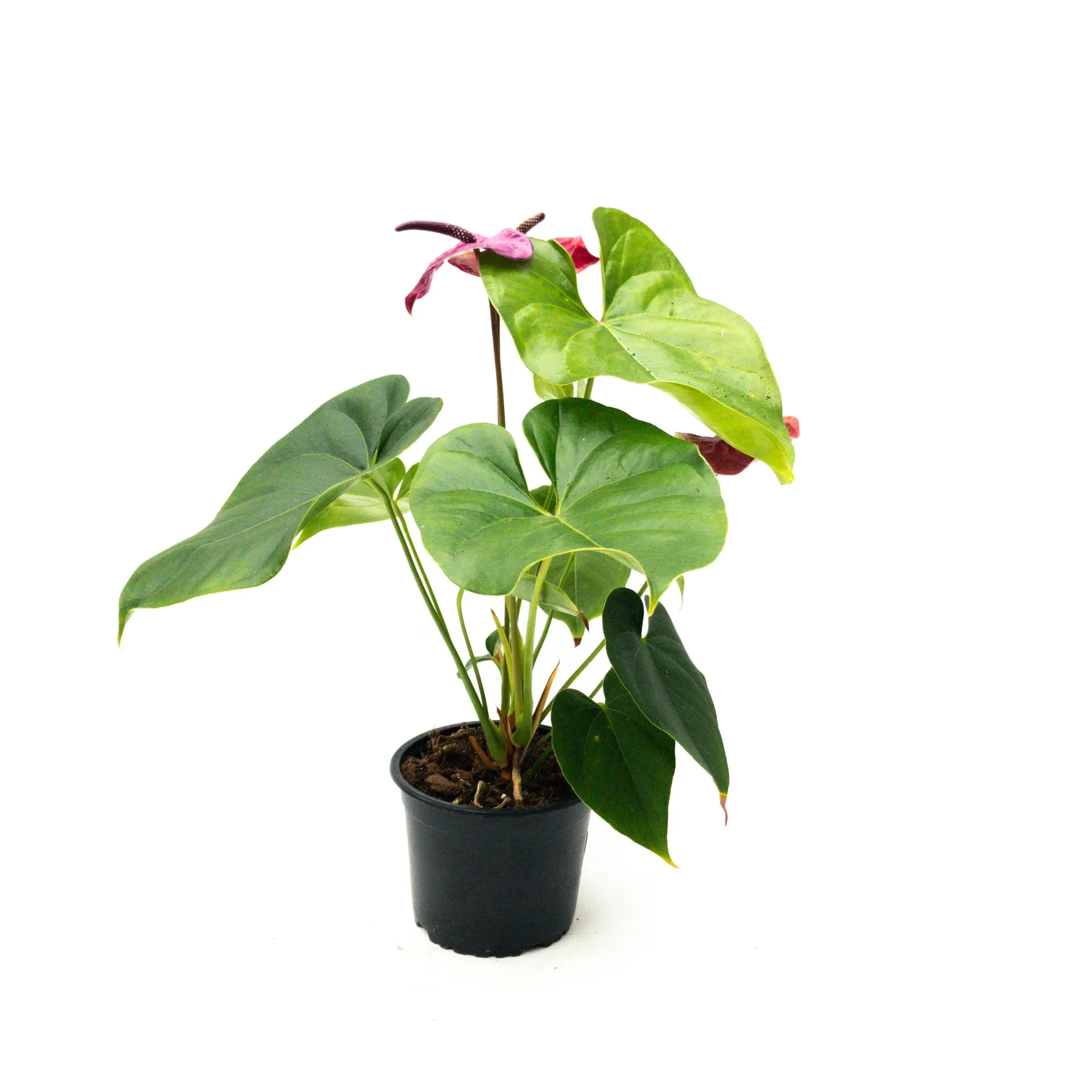 Anthurium andreanum 'Utah Dark Purple' - 14cm