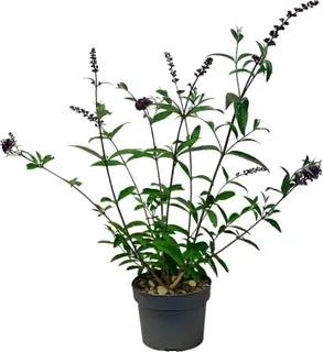 Vlinderstruik (Buddleja davidii 'Royal Red' D 19 H 50 cm