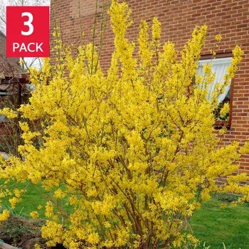 Longfield Gardens Spring Flowering Shrub ‘Lynwood Gold’, 3-pack