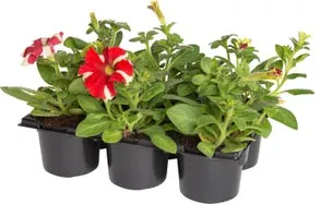 Petunia (Petunia) rood D 9 H 15 cm