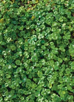 Waternavel (Hydrocotyle 'Nova zealandiae') D 11 H 22 cm