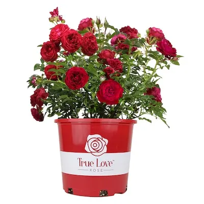Red 6 -Quart 1.0 -Pack in Pot