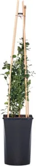 Amerikaanse sering (Ceanothus thyrsiflorus var. repens) D 16 H 75 cm