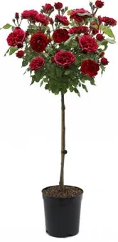 Stamroos (Rosa 'Red Meilove') D 24 H 75 cm