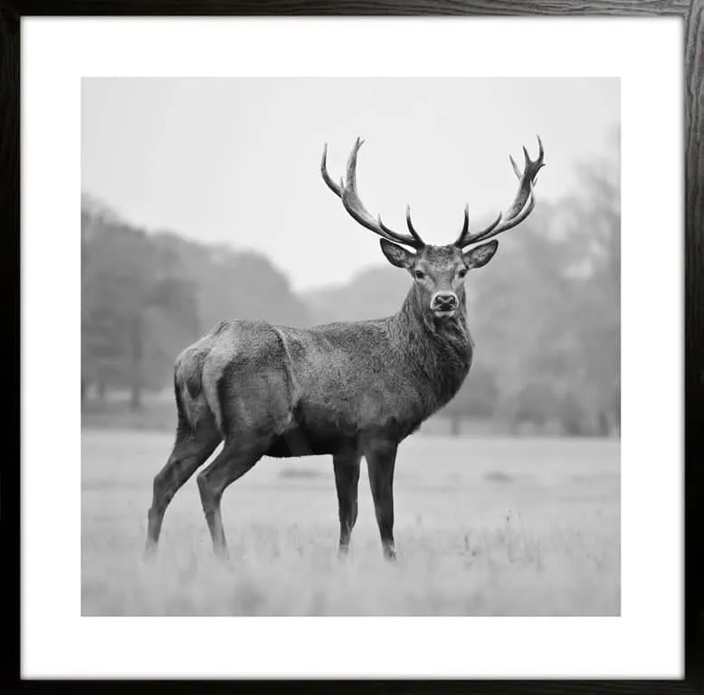 Bilde sort/hvit Hjort I 50x50 cm