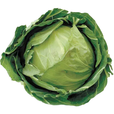 Green Cabbage