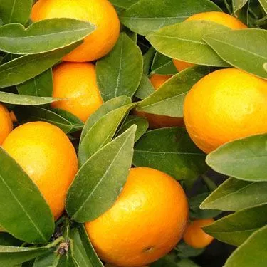 Mandarin 'Encore' - PB12