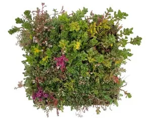 Sedumplus Sedumtegel 30 x 30 cm