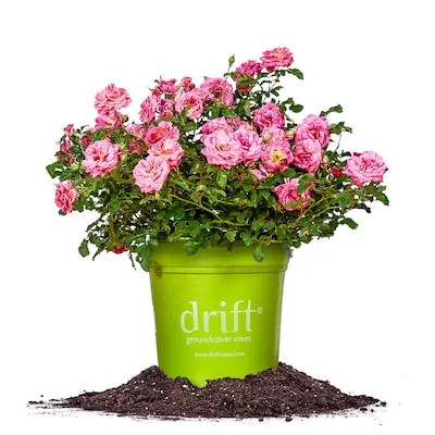 Red True Bloom True Love Rose 6 -Quart 1.0 -Pack in Pot