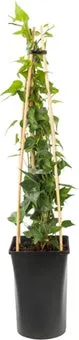 Klimop (Hedera helix 'Natasja') D 16 H 75 cm