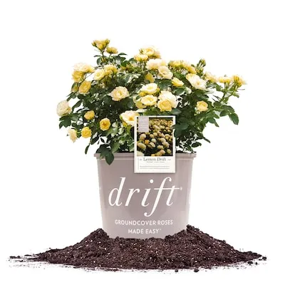 Yellow Flowering Skys the Limit Climbing Rose 1 -Pack 1 -Pack in Bare root