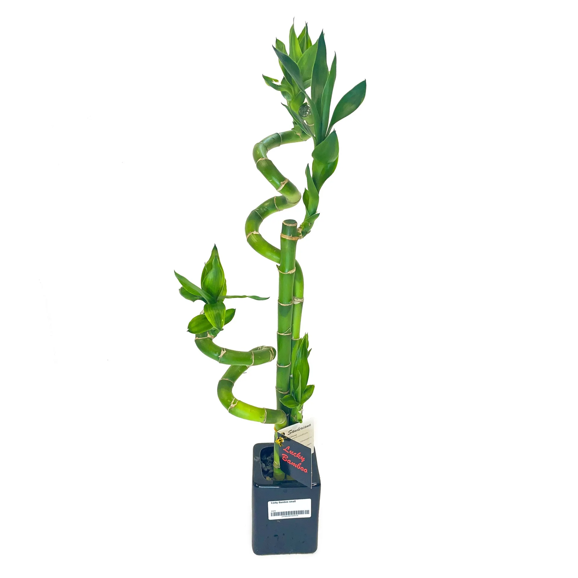 Lucky Bamboo Small (Dracaena sanderiana)