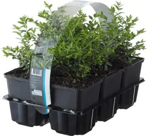 Struikkamperfoelie (Lonicera nitida 'Maigruen') D 9 H 15 cm