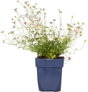 Fijnstraal (Erigeron karvinskianus) D 11 H 10 cm