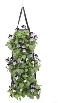 Wandhanger met Hoornviool (Viola cornuta 'Jump Up') 50 x 20 cm