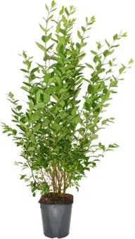 Liguster (Ligustrum ovalifolium) D 19 H 100 cm