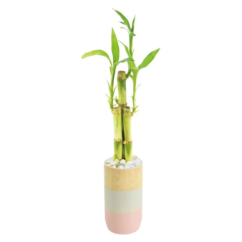 Costa Farms Lucky Bamboo 2.5in