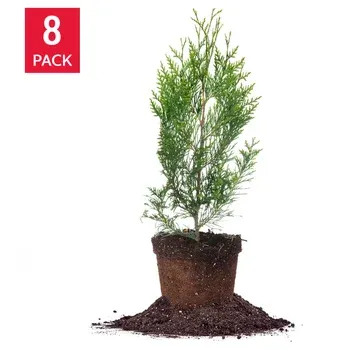 Thuja 1-2 ft, 8-pack