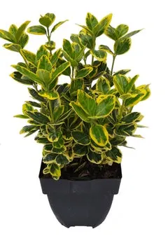 Japanse Kardinaalsmuts (Euonymus japonica 'Marieke') D 17 H 40 cm