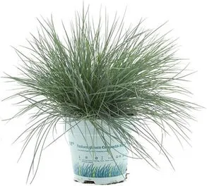 Blauwgras (Festuca glauca 'Compacta Blue') D 10,5 H 25 cm