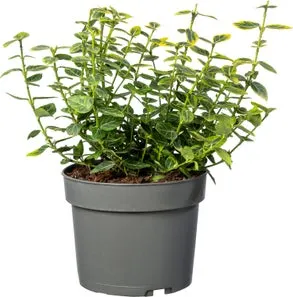 Kardinaalsmuts (Euonymus fortunei 'Emerald 'n Gold') D 17 H 40 cm
