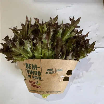 mini alface pramesa frisé roxa unidade