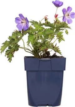 Ooievaarsbek (Geranium 'Rozanne') D 11 H 10 cm