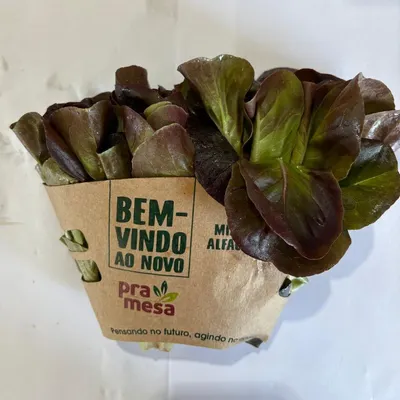 mini alface pramesa lisa roxa unidade