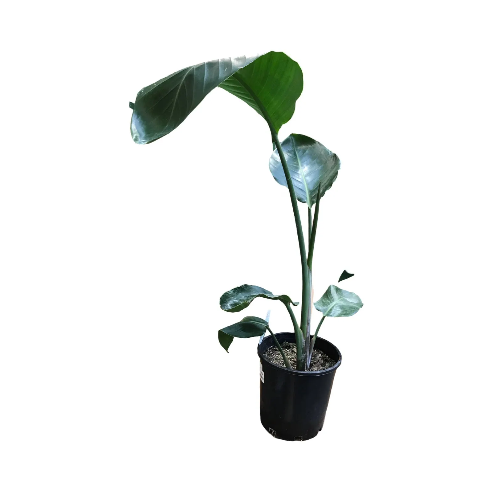 Strelitzia Nicolai (Bird Of Paradise) -14cm