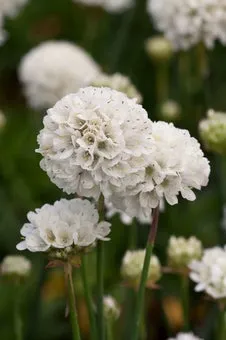 Engels gras (Armeria pseudarmeria 'Ballerina White') D 11 H 15 cm