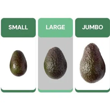 Fresh Large Hass Avocado, Each