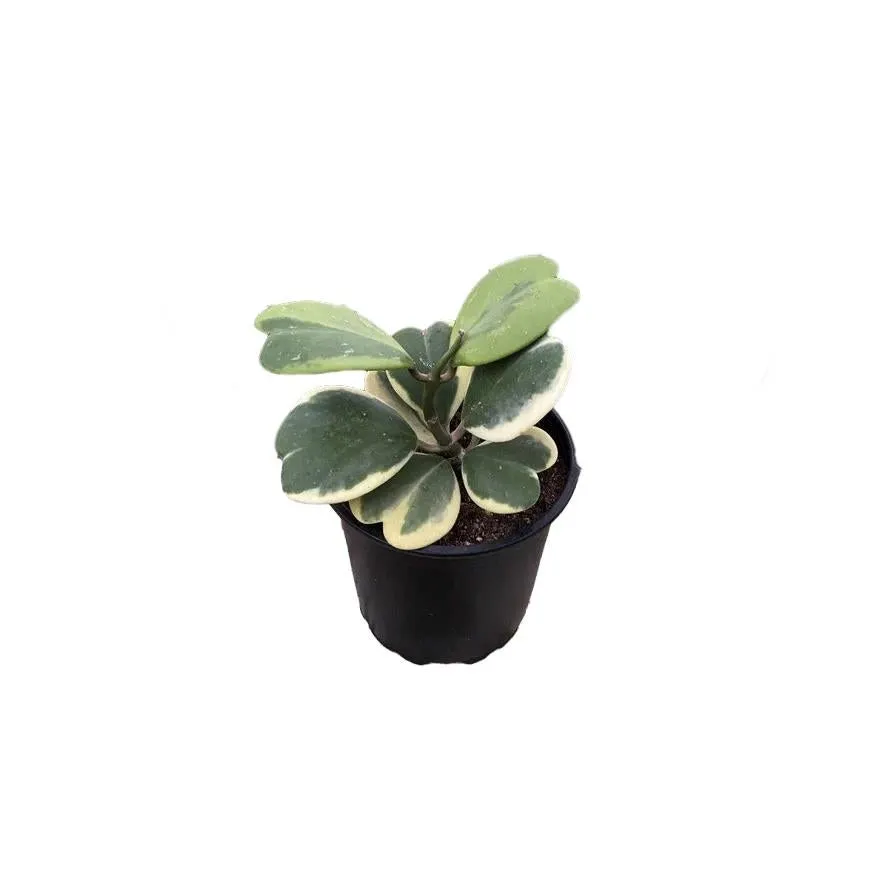 Hoya Kerrii Variegated 15cm
